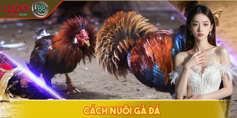 Cách Nuôi Gà Đá - Bí Quyết Giúp Chiến Kê Sung Mãn Lâu Dài 1 cách nuôi gà đá