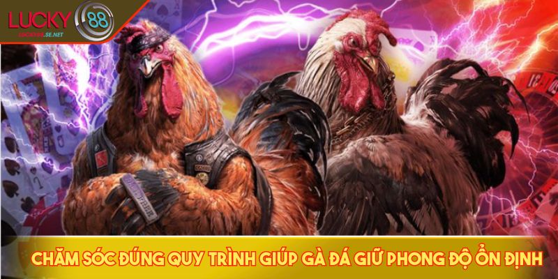 Cách Nuôi Gà Đá - Bí Quyết Giúp Chiến Kê Sung Mãn Lâu Dài 4 Chăm sóc đúng quy trình giúp gà đá giữ phong độ ổn định