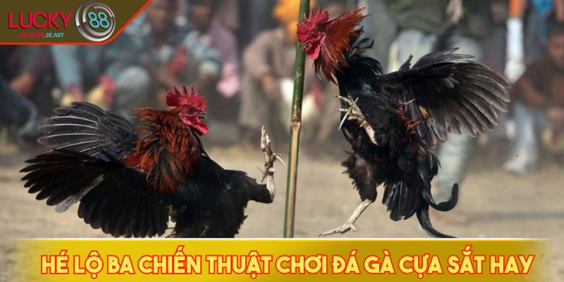 Đá Gà Cựa Sắt - Khám Phá Những Pha Hạ Đòn Chớp Nhoáng 4 Hé lộ ba chiến thuật chơi đá gà cựa sắt hay