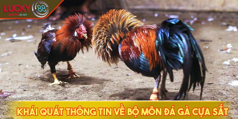 Đá Gà Cựa Sắt - Khám Phá Những Pha Hạ Đòn Chớp Nhoáng 2 Khái quát thông tin về bộ môn đá gà cựa sắt