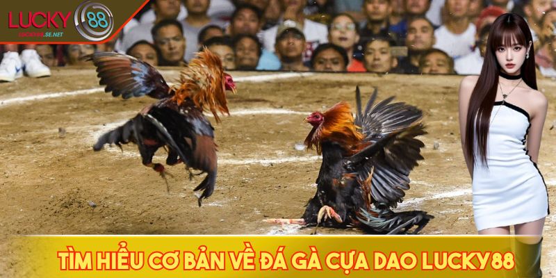 Đá Gà Cựa Dao LUCKY88: Hướng Dẫn Chọn Kèo Chuẩn Cho Hội Viên 2 Tìm hiểu cơ bản về đá gà cựa dao LUCKY88